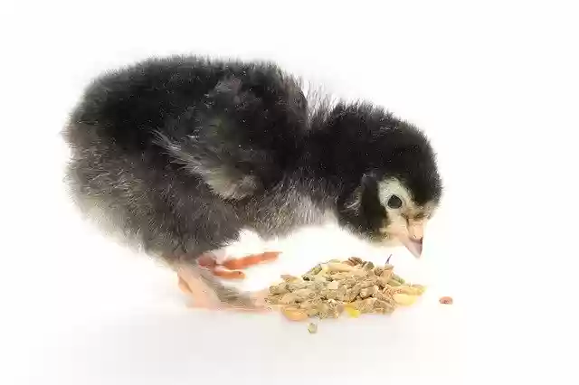 Free download Chicks Food Nature -  free photo or picture to be edited with GIMP online image editor