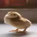 chicks wallpaper  screen for extension Chrome web store in OffiDocs Chromium