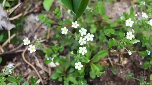 Free download Chickweed Wildflower Korea -  free photo or picture to be edited with GIMP online image editor