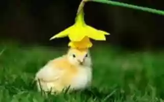 Free download chick with flower free photo or picture to be edited with GIMP online image editor