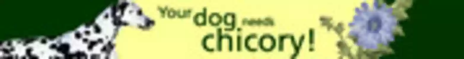 Free download Chicory Banner Ad free photo or picture to be edited with GIMP online image editor
