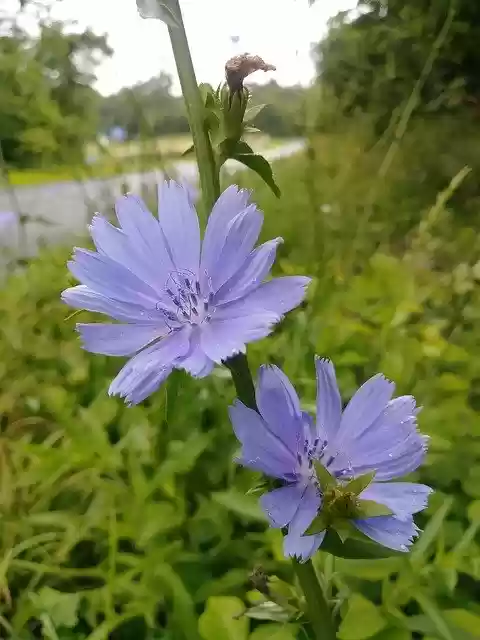 Muat turun percuma Chicory Flower Wildflower - foto atau gambar percuma untuk diedit dengan editor imej dalam talian GIMP