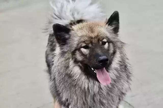Free download Chien Chienne Eurasier -  free photo or picture to be edited with GIMP online image editor