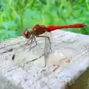 Chili Dragonfly  screen for extension Chrome web store in OffiDocs Chromium