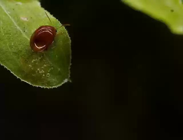 Free download Chilocorinae Coleoptera -  free photo or picture to be edited with GIMP online image editor