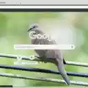 Chim Bo Cau Rung  screen for extension Chrome web store in OffiDocs Chromium