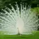 Tela de erro para extensão da Chrome Web Store no OffiDocs Chromium