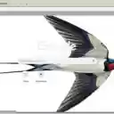 Chim En Bac  screen for extension Chrome web store in OffiDocs Chromium