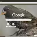 Chim Ma  screen for extension Chrome web store in OffiDocs Chromium