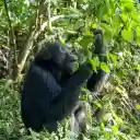 Chimpanzee and the Tree  screen for extension Chrome web store in OffiDocs Chromium
