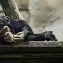 Chimps floss their teeth  screen for extension Chrome web store in OffiDocs Chromium