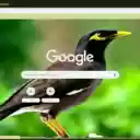 Chim sao  screen for extension Chrome web store in OffiDocs Chromium