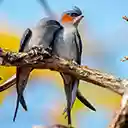 Chim yen mao de thuong  screen for extension Chrome web store in OffiDocs Chromium