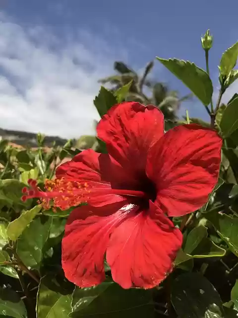 Безкоштовно завантажте зображення китайської троянди, щоб редагувати його за допомогою безкоштовного онлайн-редактора зображень GIMP.