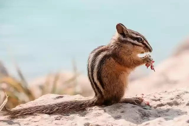 Free download chipmunk animal nager canada sweet free picture to be edited with GIMP free online image editor