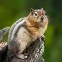 Chipmunk Theme – The Lively Explorer of the Forest  screen for extension Chrome web store in OffiDocs Chromium