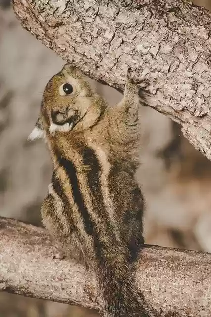 Free download Chipmunk Zoo Creature -  free photo or picture to be edited with GIMP online image editor