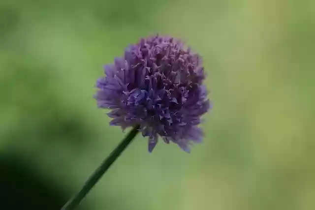 Free download chives blossom bloom garden herbs free picture to be edited with GIMP free online image editor
