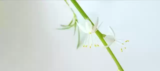 Free download Chlorophytum Comosum Green Branch -  free photo or picture to be edited with GIMP online image editor