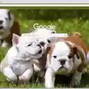 Cho  screen for extension Chrome web store in OffiDocs Chromium