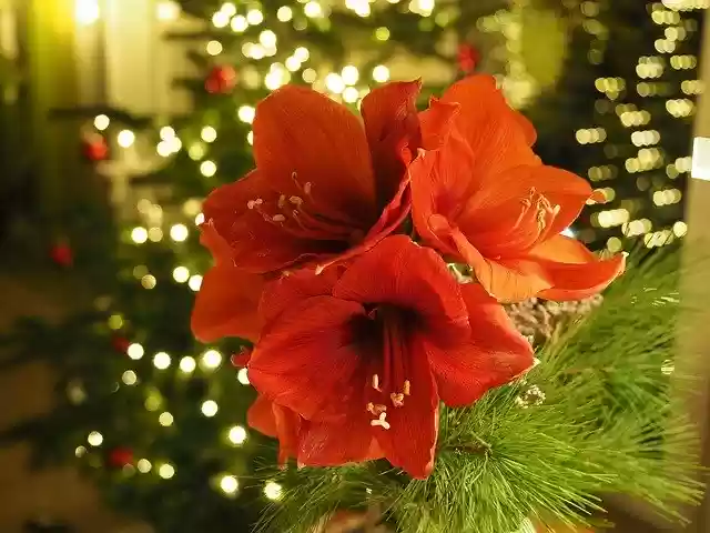Descarga gratuita Christmas Amaryllis: foto o imagen gratuita para editar con el editor de imágenes en línea GIMP