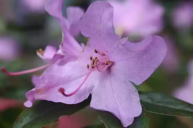 Free download Christmas Rose Close Up Macro -  free photo or picture to be edited with GIMP online image editor