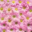 Chrysanthemum arrangement  screen for extension Chrome web store in OffiDocs Chromium