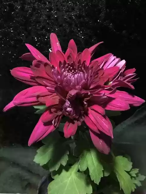 Free download Chrysanthemum Chrysanthemums -  free photo or picture to be edited with GIMP online image editor