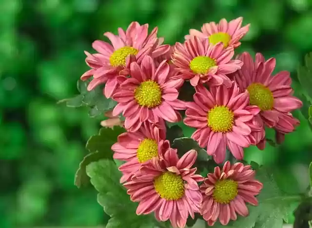 Free download chrysanthemum flower flora nature free picture to be edited with GIMP free online image editor