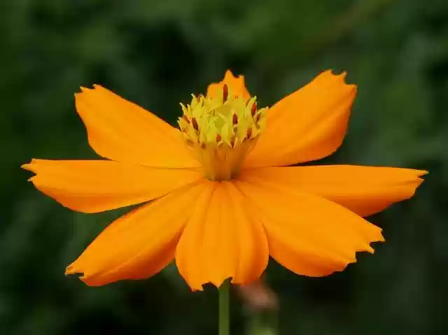 Free download Chrysanthemum Flower Plant -  free photo or picture to be edited with GIMP online image editor