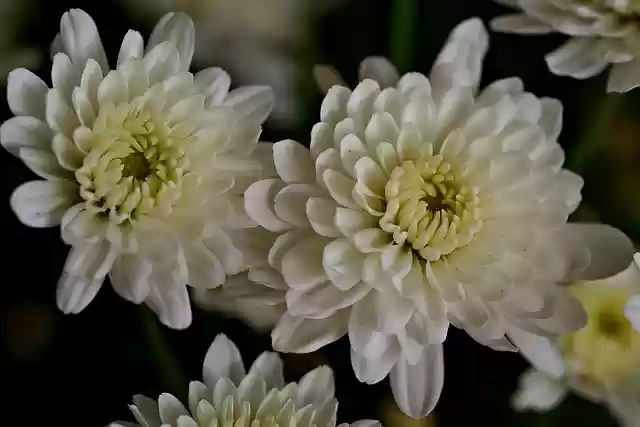 Free download chrysanthemum flowers plant bloom free picture to be edited with GIMP free online image editor