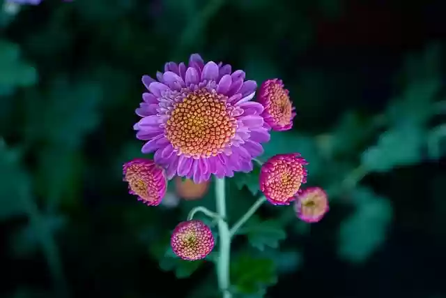 Free download chrysanthemum flowers purple flowers free picture to be edited with GIMP free online image editor