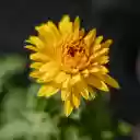 Chrysanthemums bloom  screen for extension Chrome web store in OffiDocs Chromium