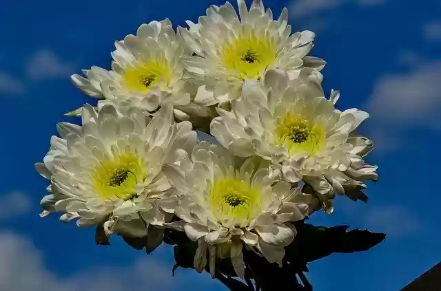 Free download Chrysanthemums Garden Yellow -  free photo or picture to be edited with GIMP online image editor
