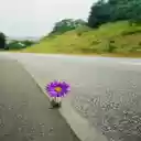 Chrysanthemums growing on the the highway wallpaper  screen for extension Chrome web store in OffiDocs Chromium
