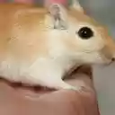 Chuột vàng screen for extension Chrome web store in OffiDocs Chromium