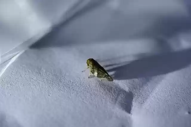 Free download Cicada Issus Coleoptratus -  free photo or picture to be edited with GIMP online image editor