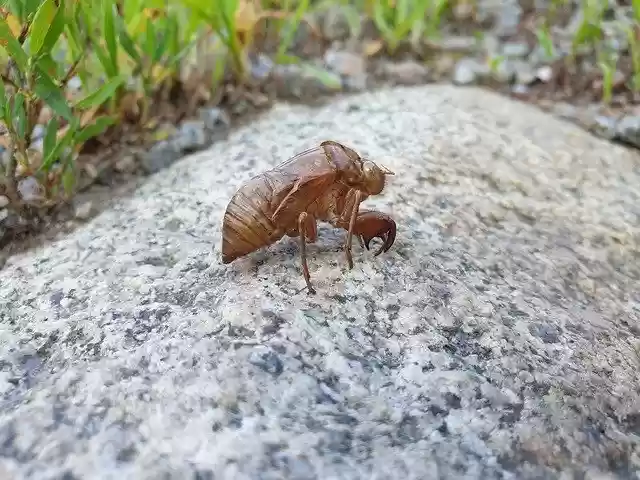 Free download Cicada Knock Nature -  free photo or picture to be edited with GIMP online image editor