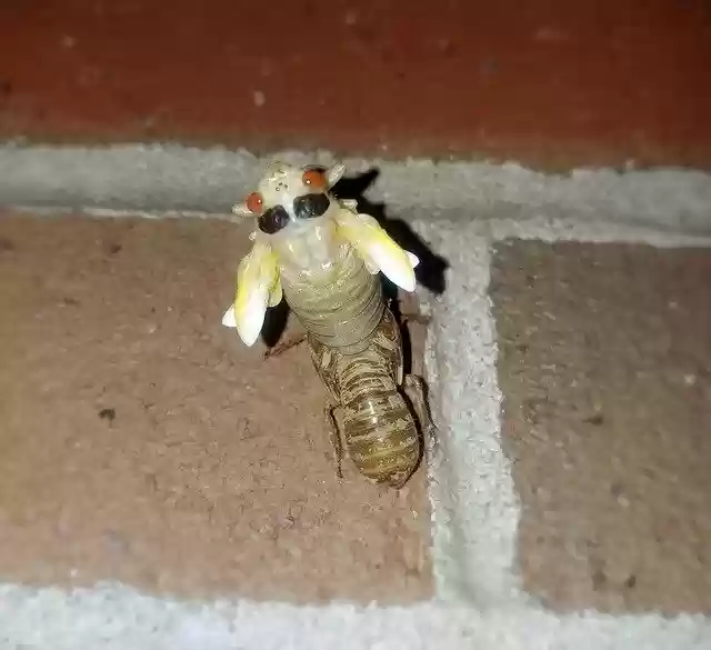 Free download cicada periodical cicadas insect free picture to be edited with GIMP free online image editor