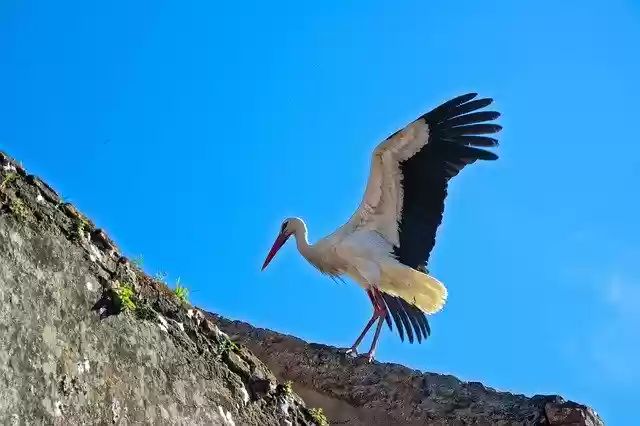 Free download Cigogne Stork Animal -  free photo or picture to be edited with GIMP online image editor