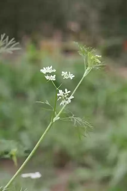 Free download cilantro fresh coriander ho free picture to be edited with GIMP free online image editor