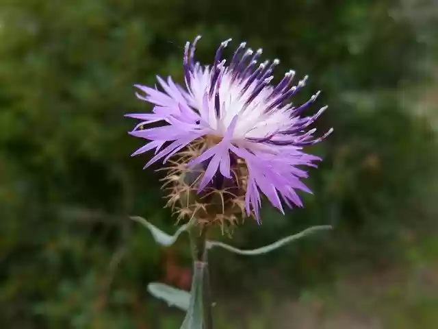 Free download Cirsium Arvense Thistle Canada -  free photo or picture to be edited with GIMP online image editor
