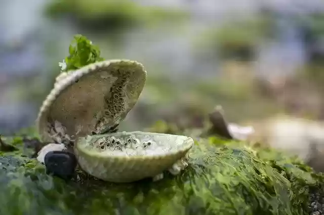 Free download clam shell sea treasure moss free picture to be edited with GIMP free online image editor