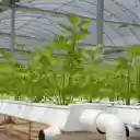 Clean vegetable technology  screen for extension Chrome web store in OffiDocs Chromium