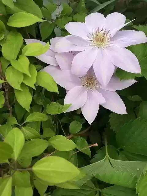Free download Clematis Flower Garden -  free photo or picture to be edited with GIMP online image editor