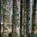 Climbing plant on tree trunk  screen for extension Chrome web store in OffiDocs Chromium