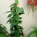 climbing pothos wallpaper  screen for extension Chrome web store in OffiDocs Chromium