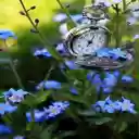 Clock and flower wallpaper  screen for extension Chrome web store in OffiDocs Chromium