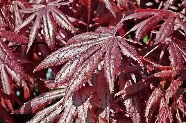 Free download Clone Japanese Foliage -  free free photo or picture to be edited with GIMP online image editor