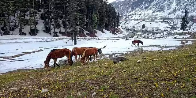 Free download Close To Nature Kalam Swat -  free photo or picture to be edited with GIMP online image editor